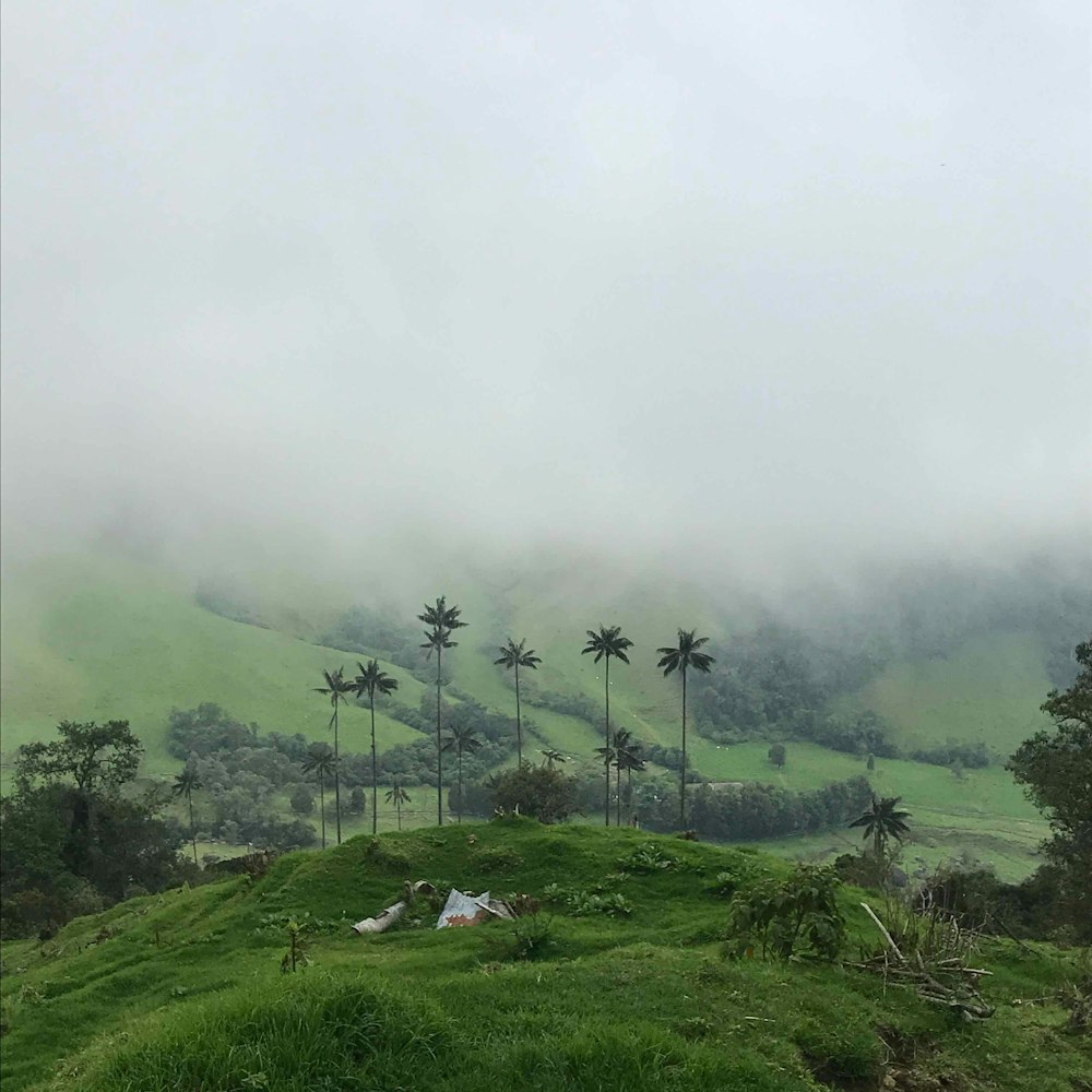 green grass field with trees on top of the hill