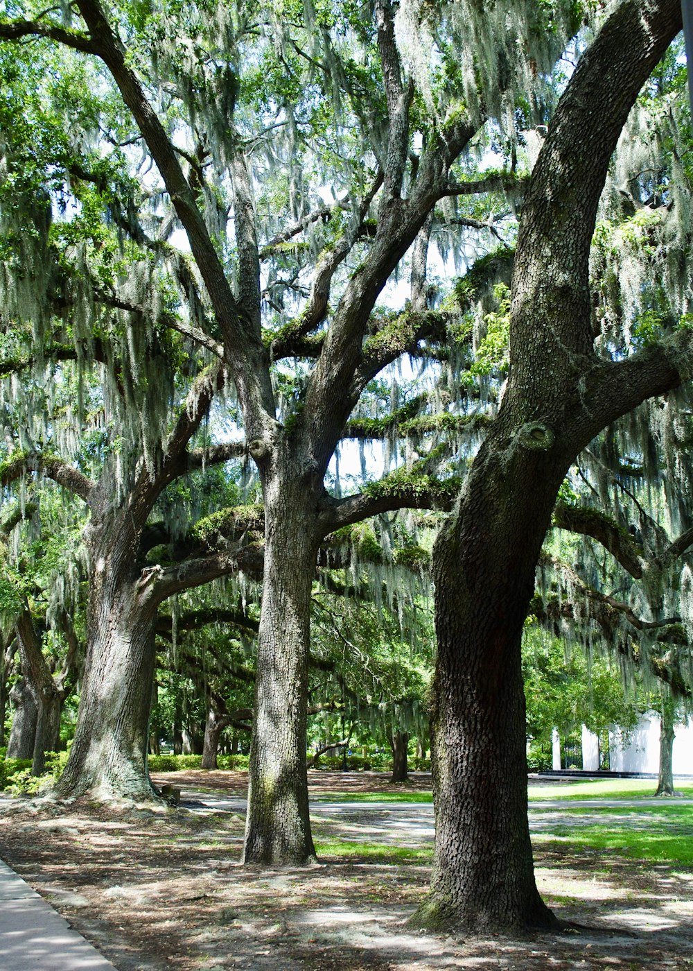 alberi verdi su campo di erba verde durante il giorno