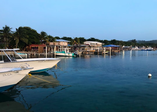 white boat on water near green trees during daytime in Roatán Honduras