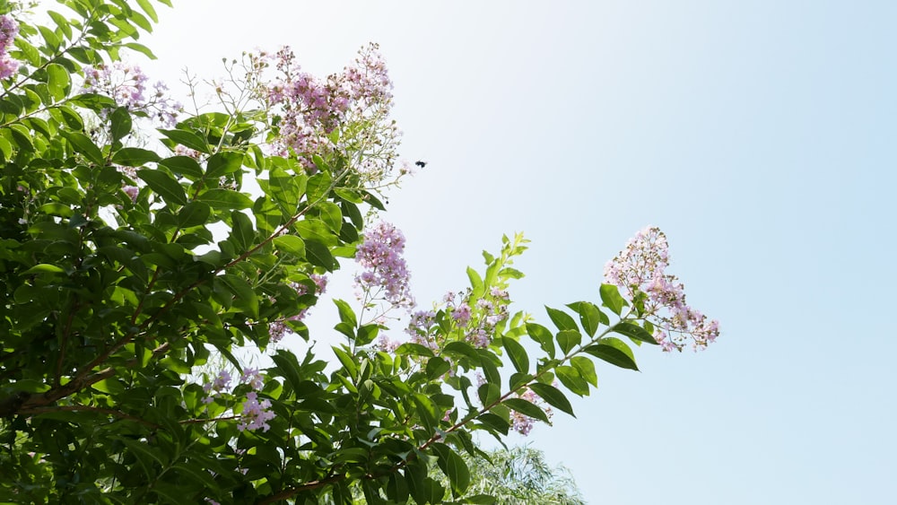 pink flowers with green leaves