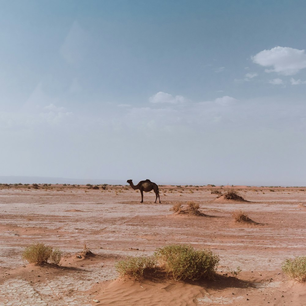 three horses on brown field under blue sky during daytime