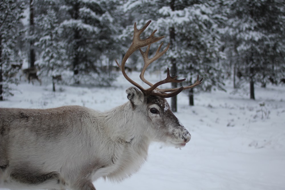 animale bianco e marrone su terreno coperto di neve durante il giorno