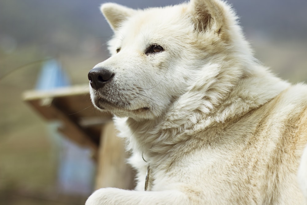 cão branco e marrom de pelagem curta