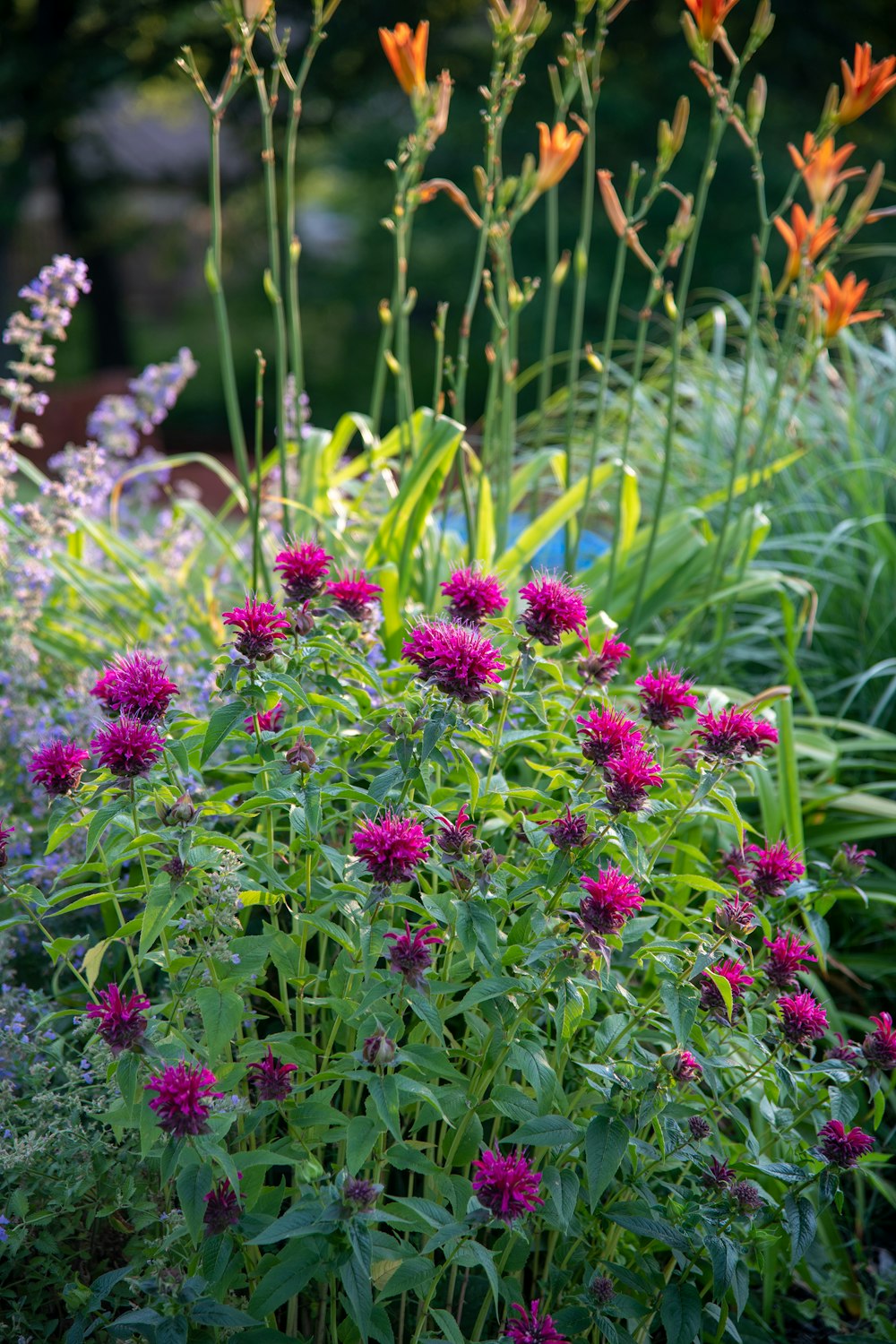 purple flowers in tilt shift lens