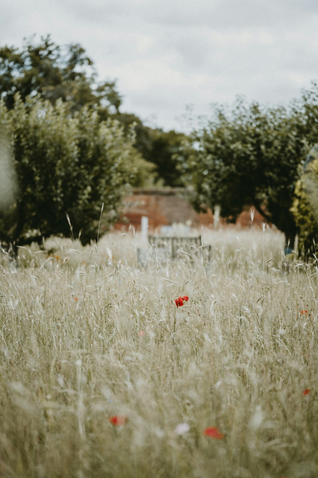 red flower on green grass field during daytime