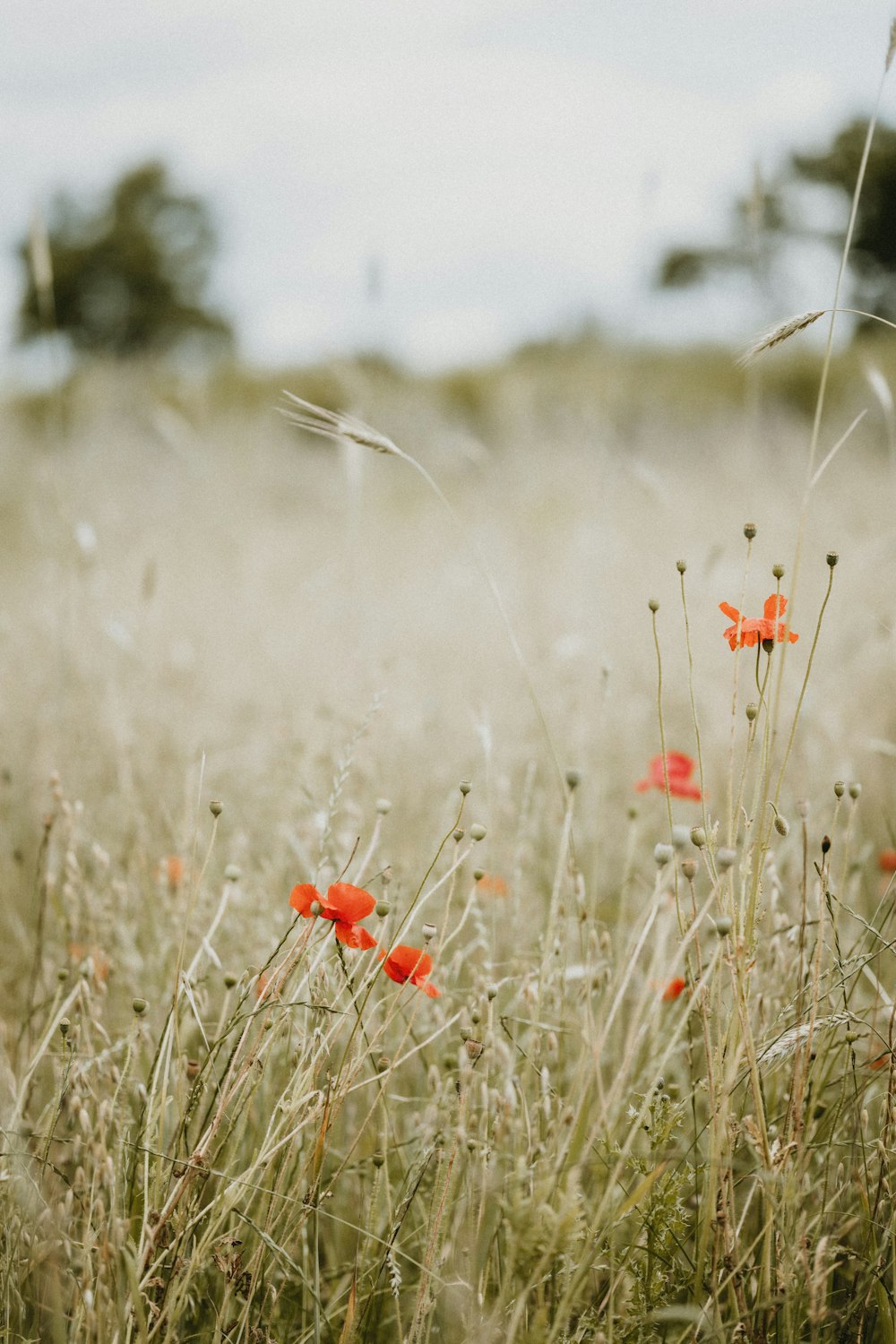 red flowers on brown grass field during daytime