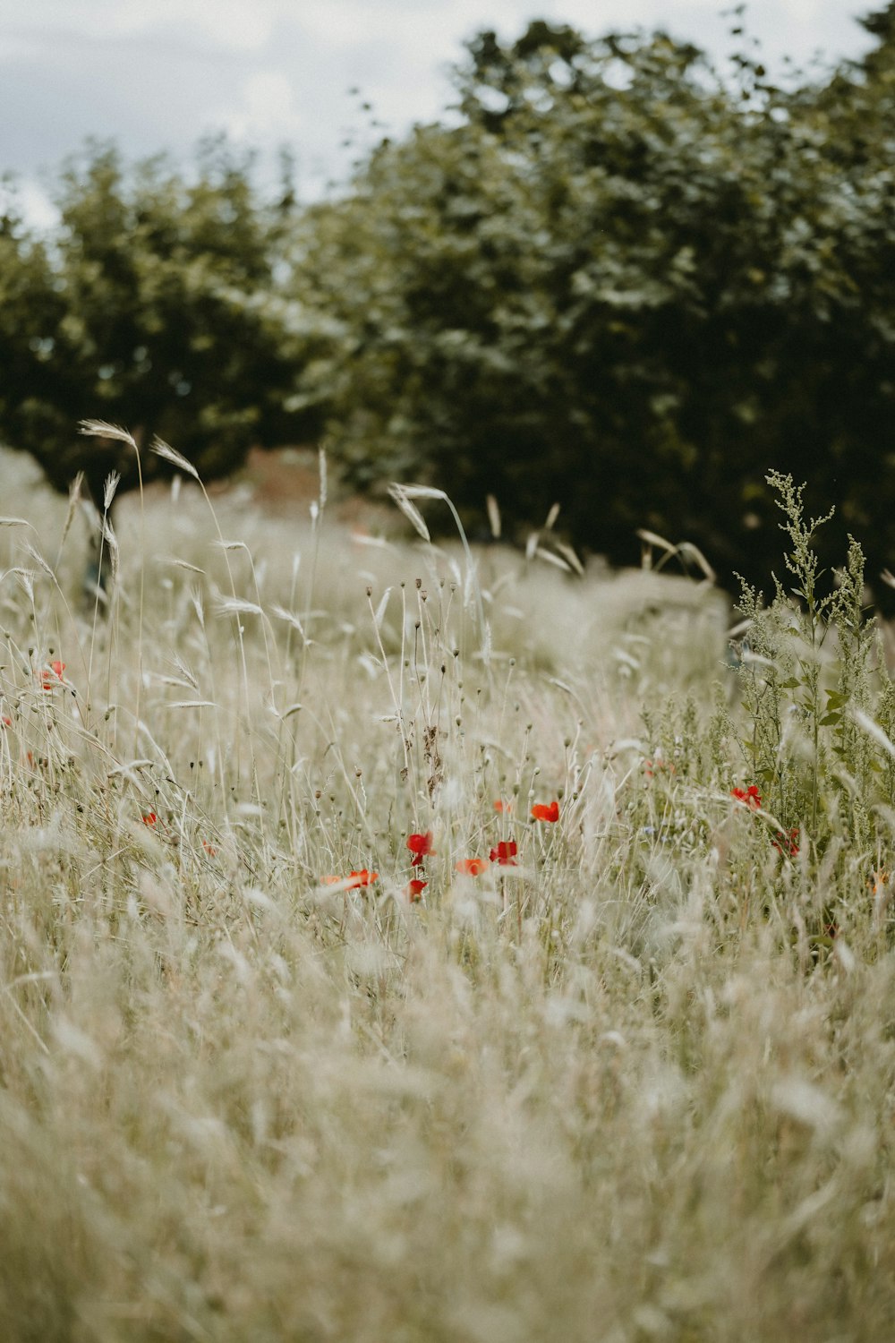 red flower on green grass field during daytime