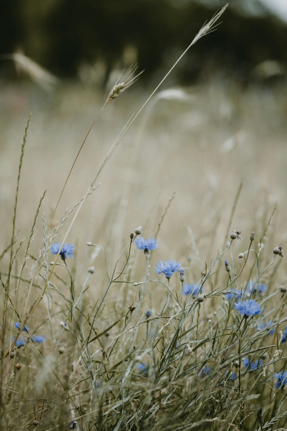 Blaue Blumen in der Tilt-Shift-Linse