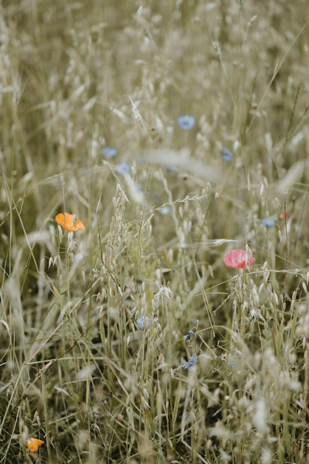 red flower on green grass during daytime