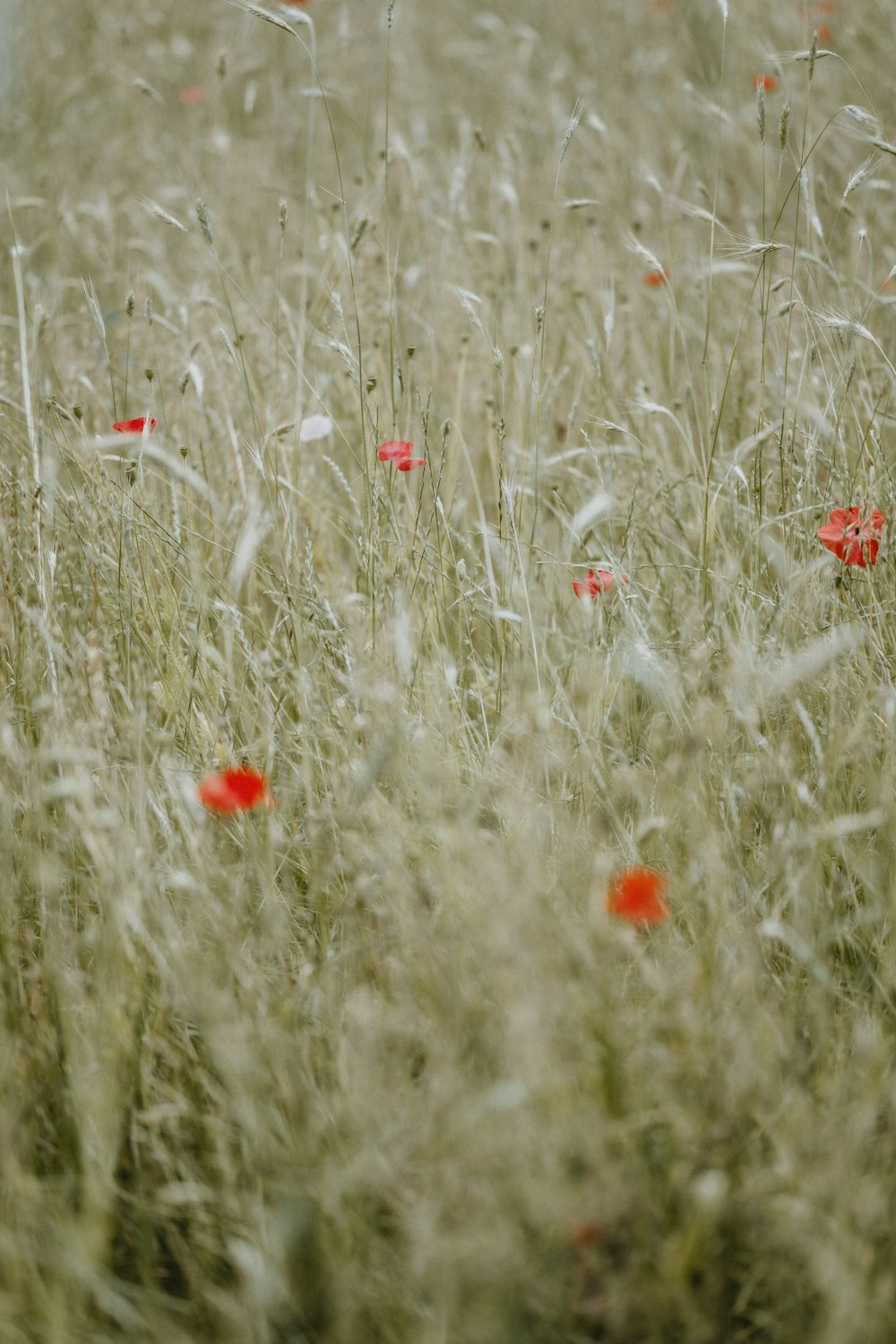 red flowers on green grass field during daytime