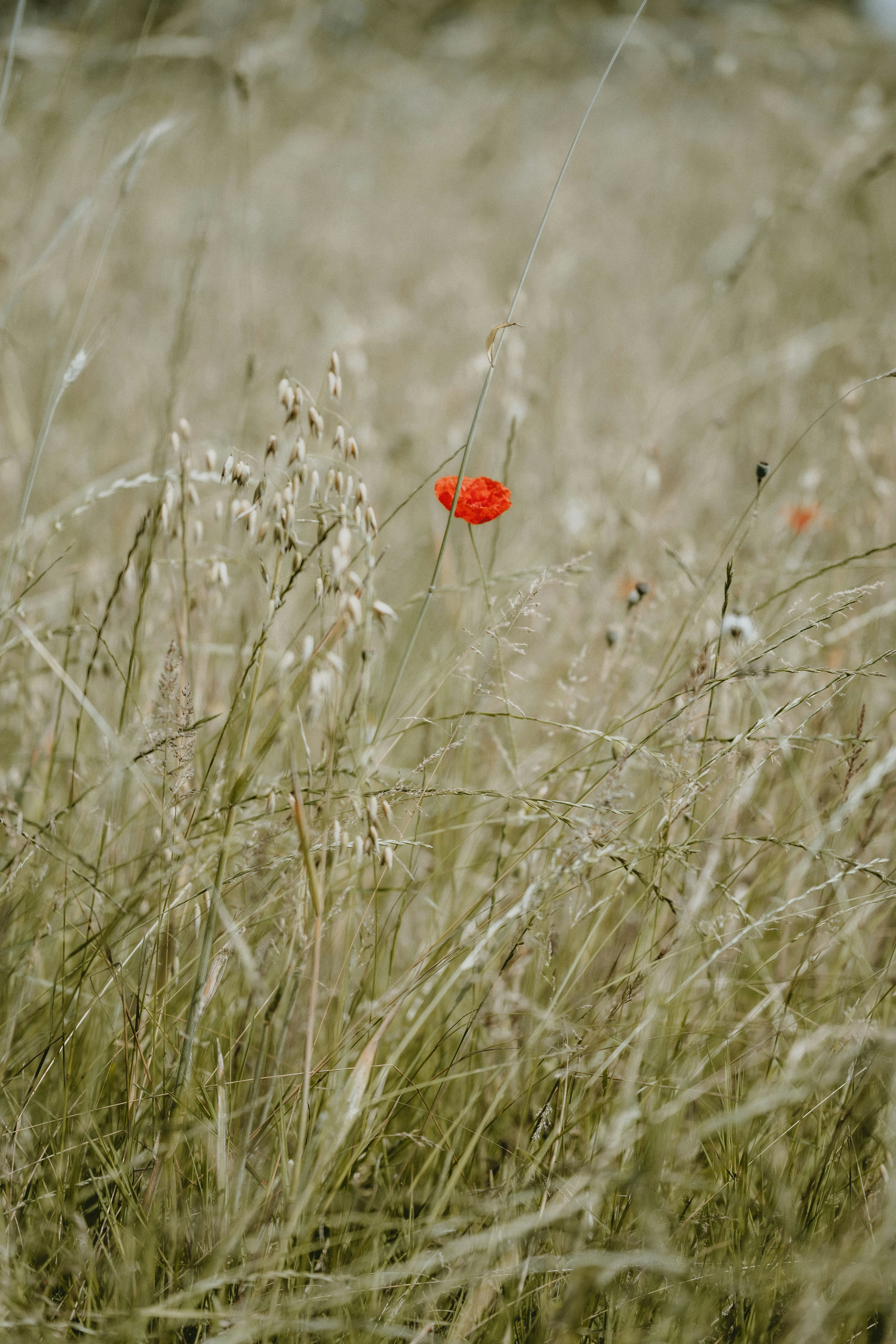 Photo by anniespratt