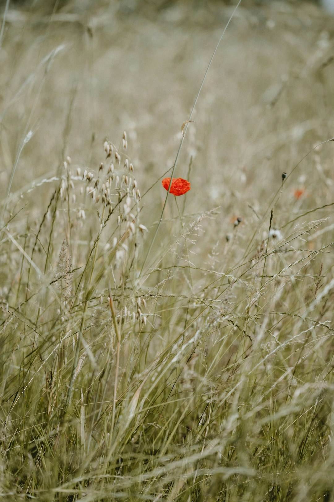 red flower on brown grass