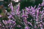 purple flowers in tilt shift lens