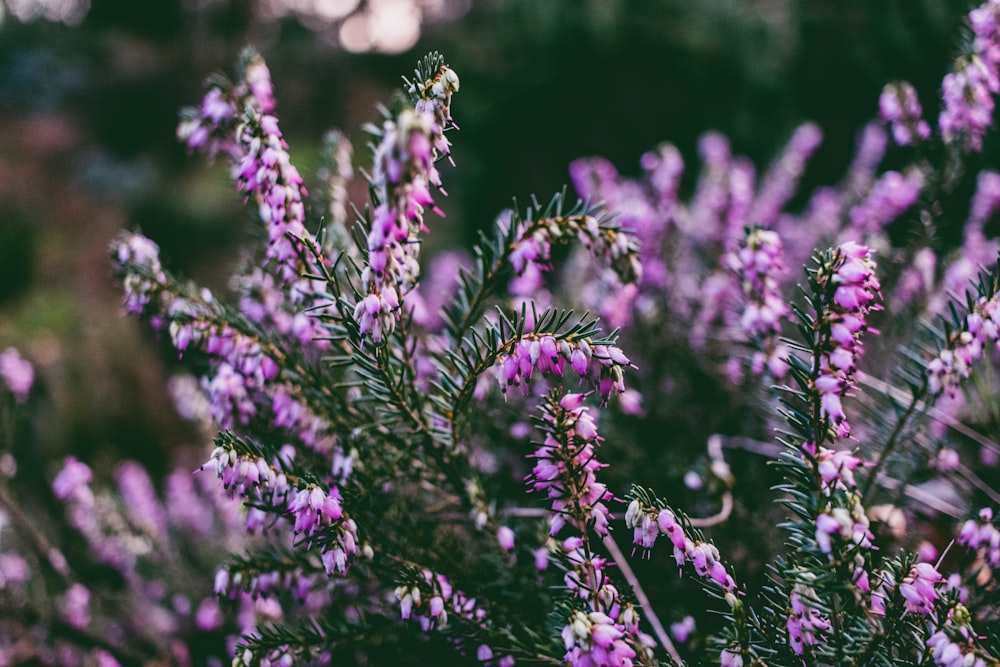 purple flowers in tilt shift lens