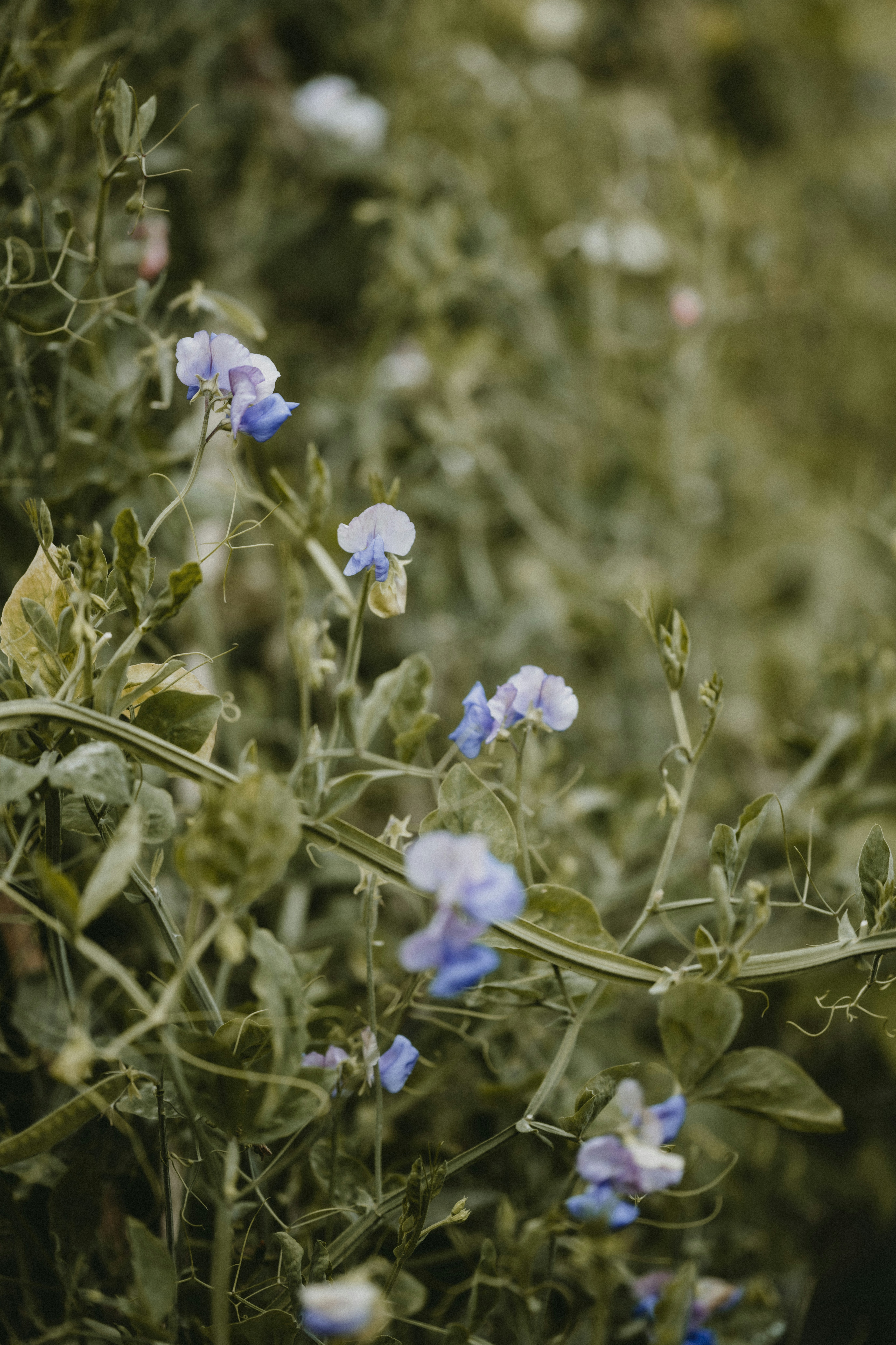 Photo by anniespratt