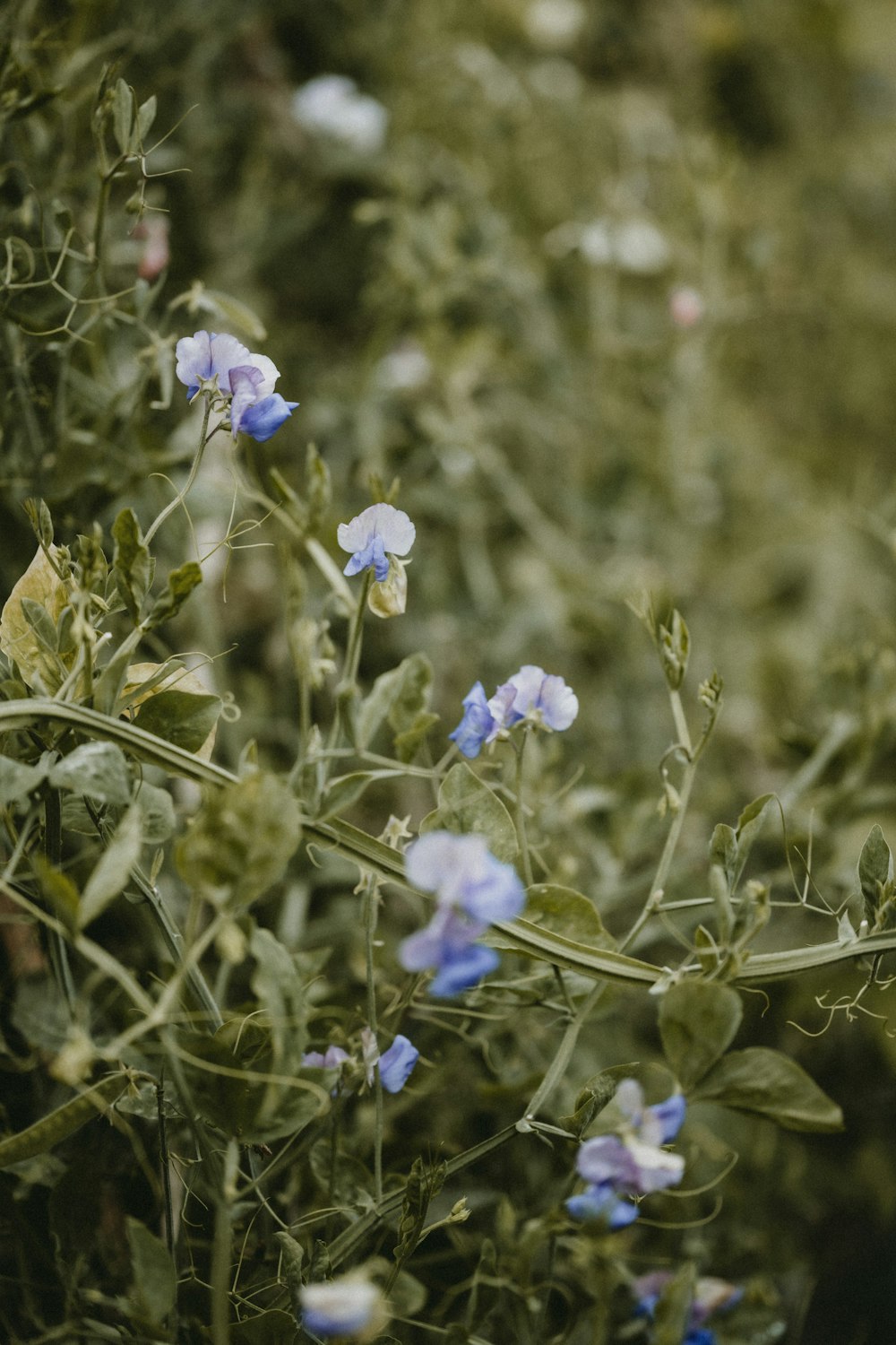 Flor azul y blanca en lente de cambio de inclinación