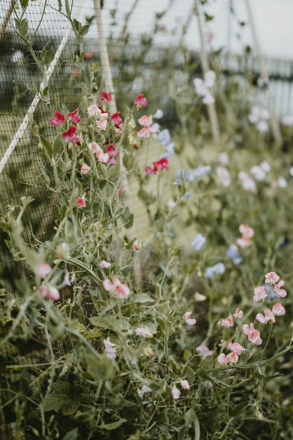 red and white flowers in bloom during daytime