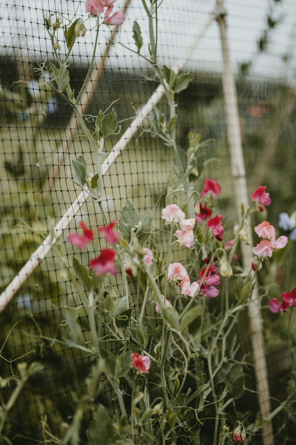 a bunch of flowers that are by a fence