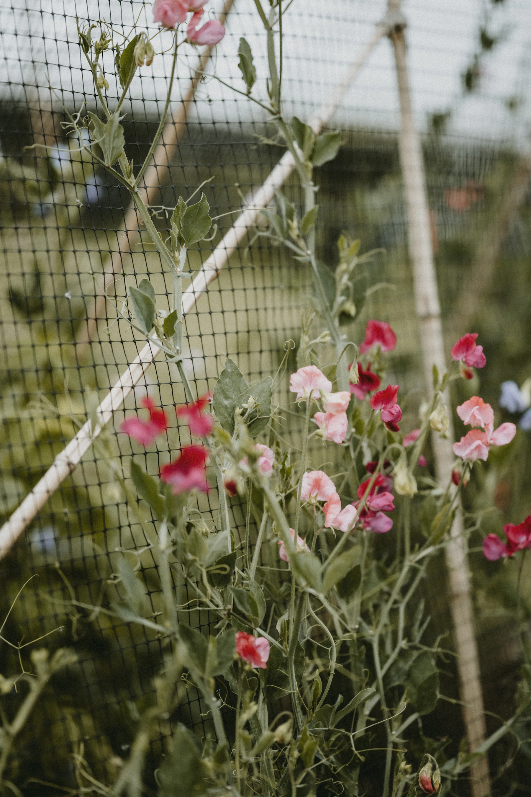 Red and pale pink sweet pea flowers on vines climbing black garden netting held up by bamboo canes