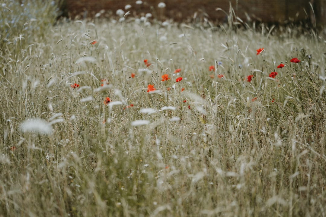 white and red flowers on green grass field during daytime