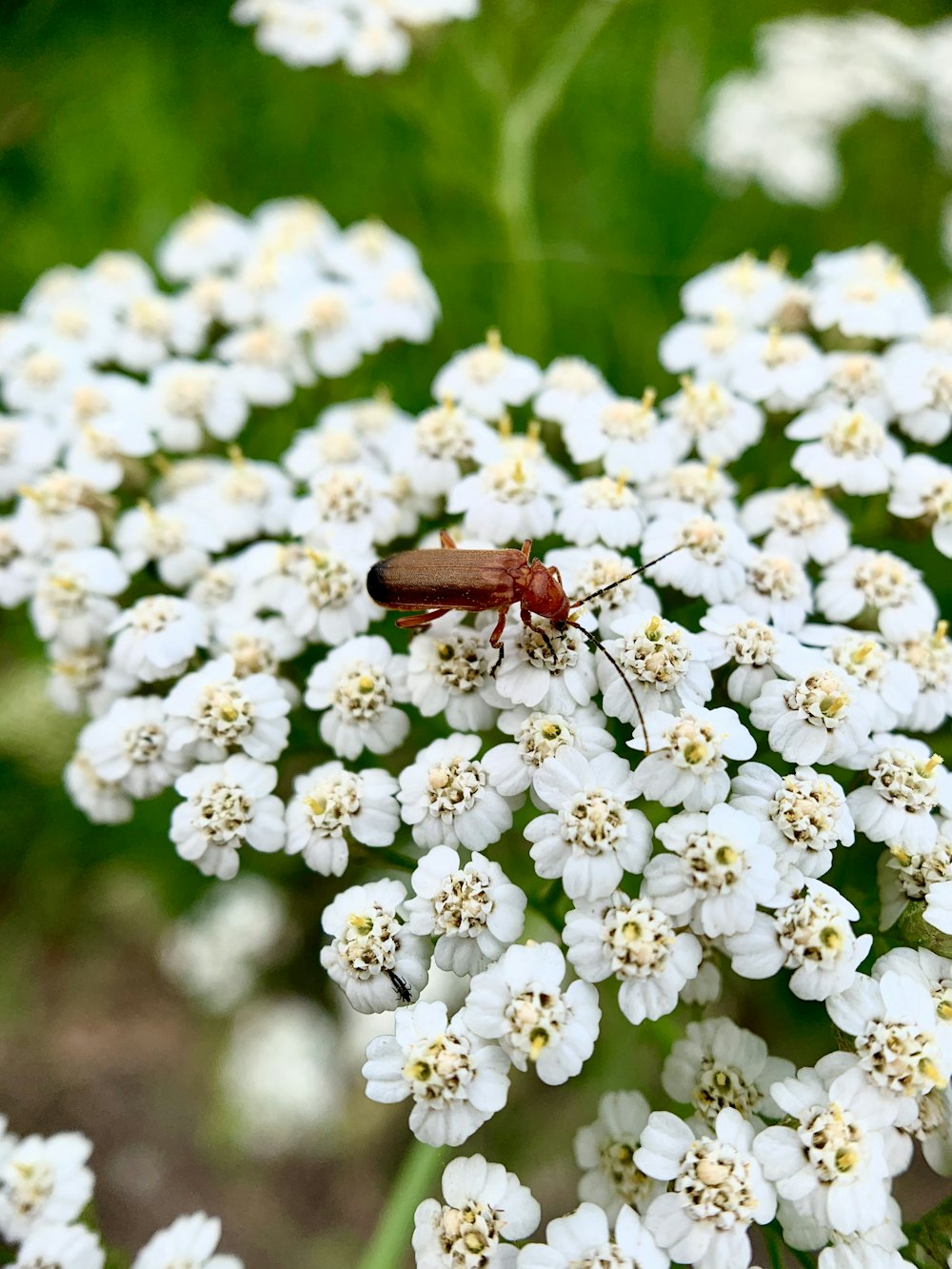 brown and black insect on white flowers