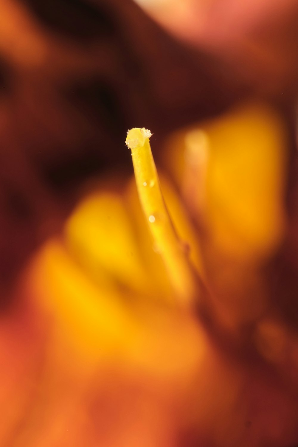 fleur jaune dans l’objectif macro