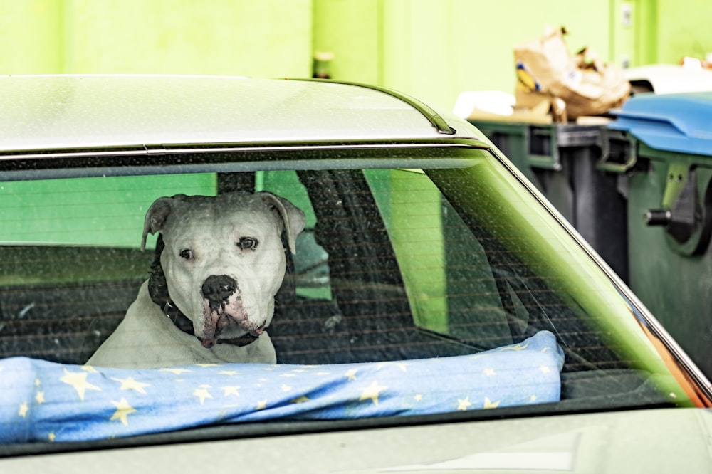 white and black short coated dog inside car