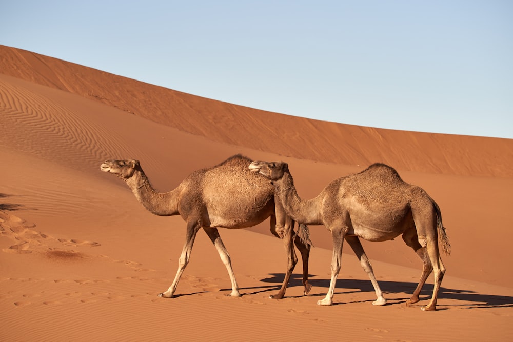 Camellos marrones en el desierto durante el día