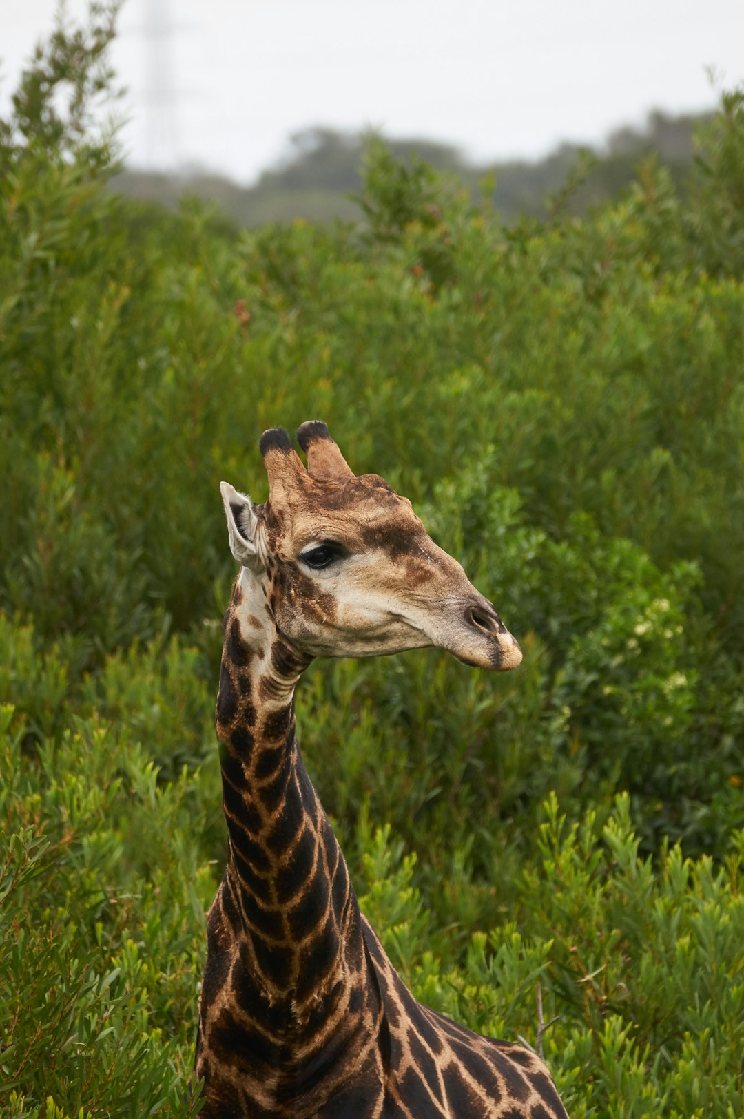 giraffe eating grass during daytime