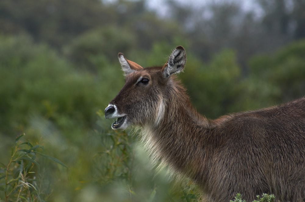 brown deer on green grass during daytime