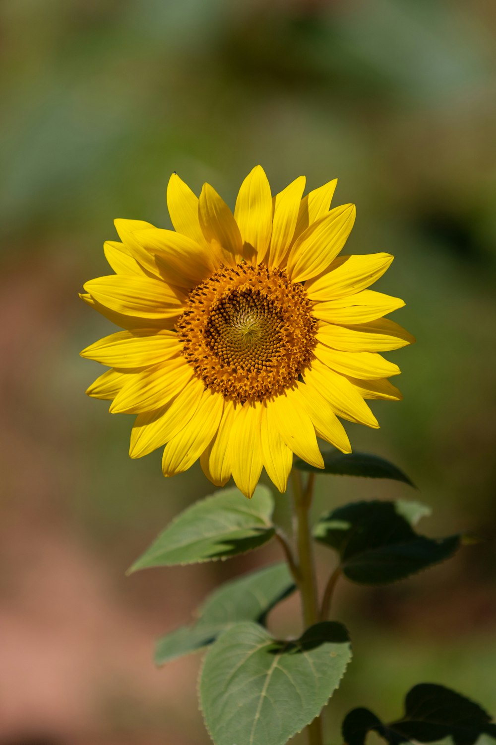 yellow sunflower in tilt shift lens