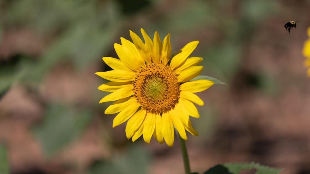 Girasol amarillo en lente de cambio de inclinación