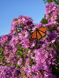 monarch butterfly perched on pink flower