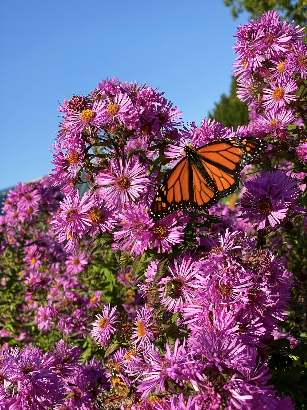 borboleta monarca empoleirada na flor rosa