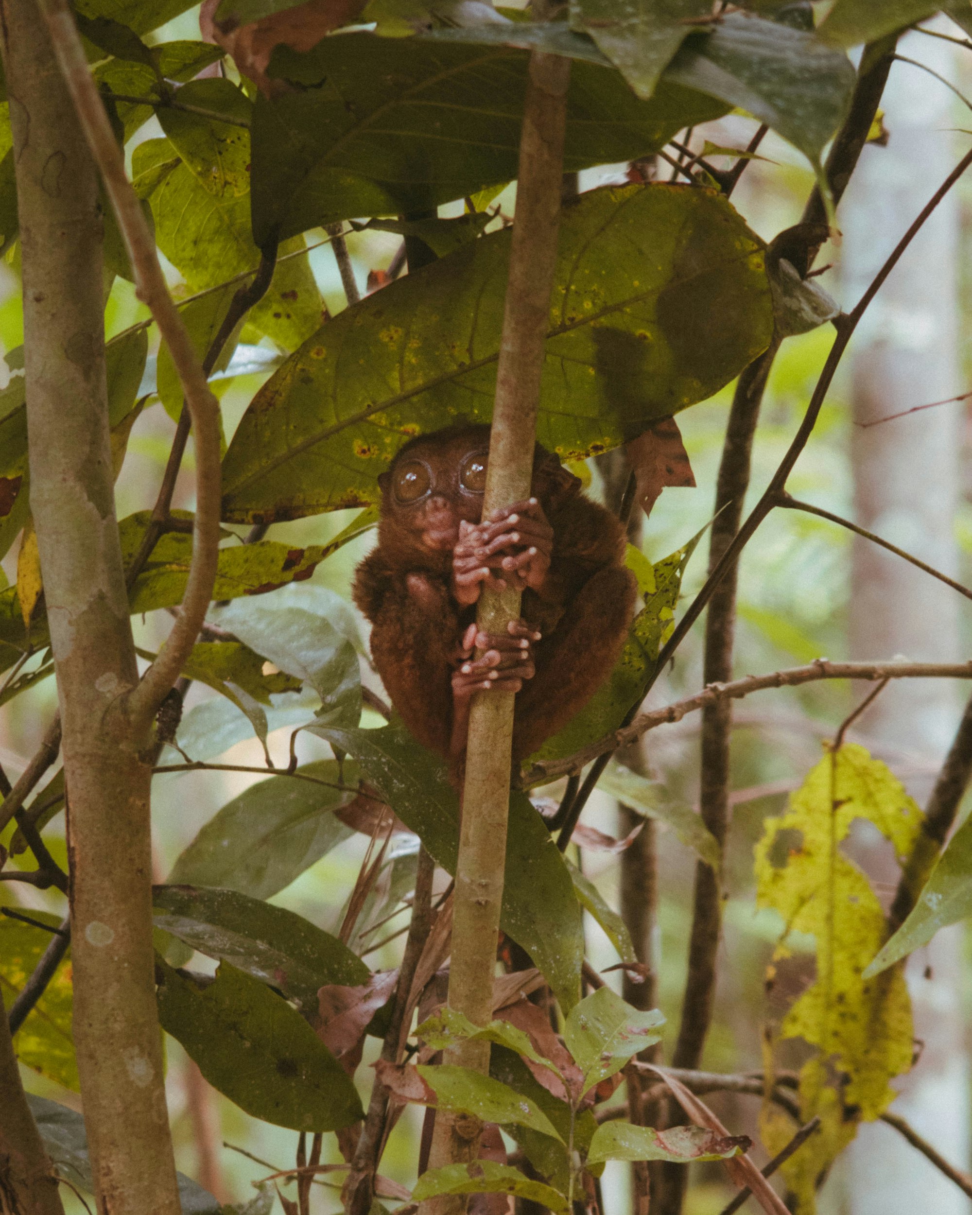 A tarsier clinging on to a small tree branch in Bohol, Philippines.