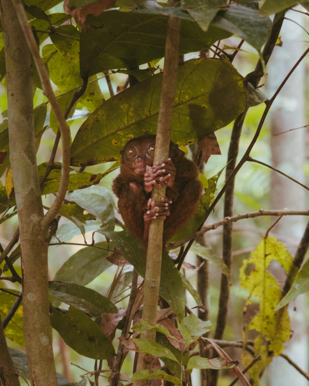 brown monkey on green leaf during daytime