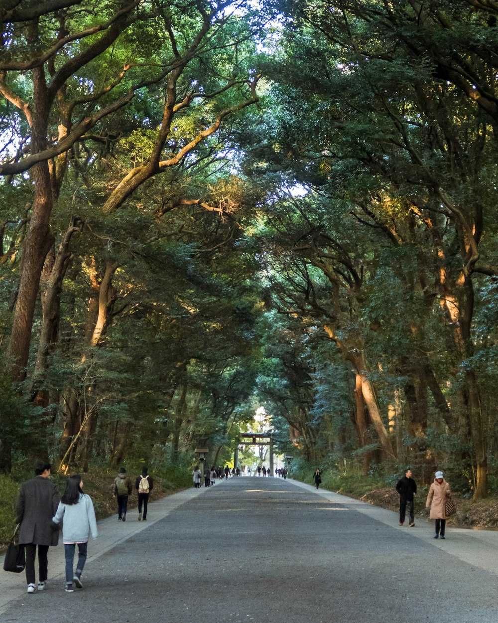 people walking on road between trees during daytime