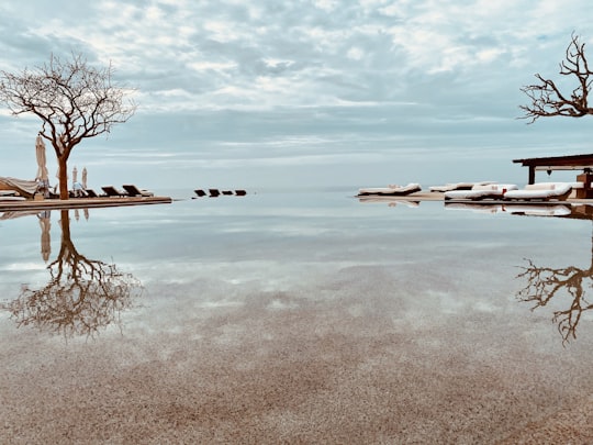 brown tree on body of water during daytime in Cabo San Lucas Mexico