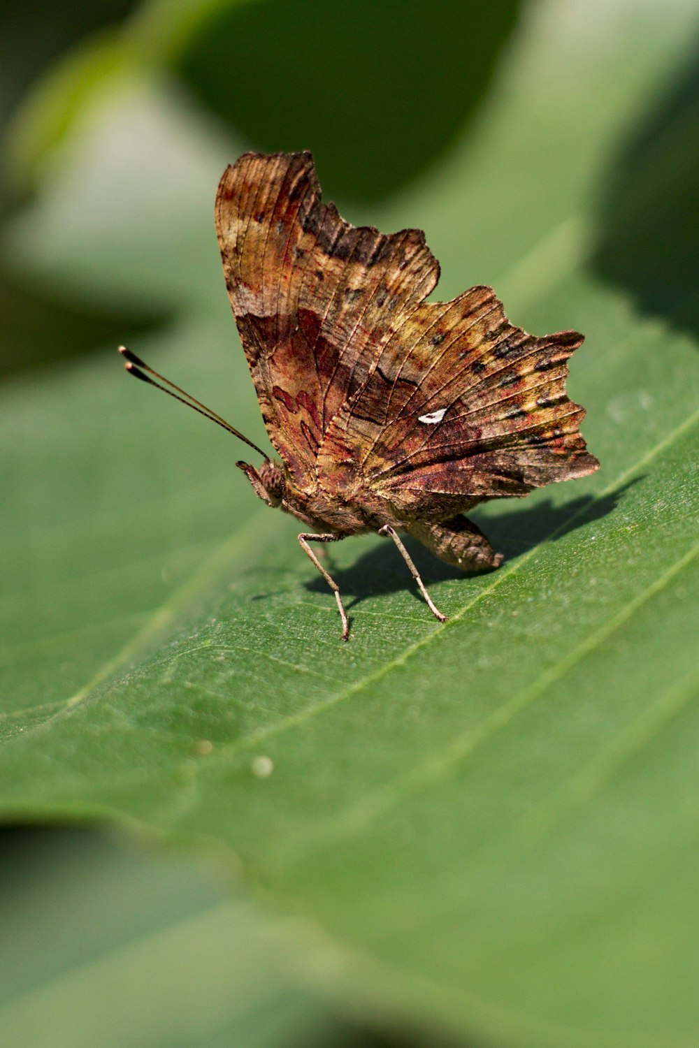 brown butterfly perched on green leaf in close up photography during daytime