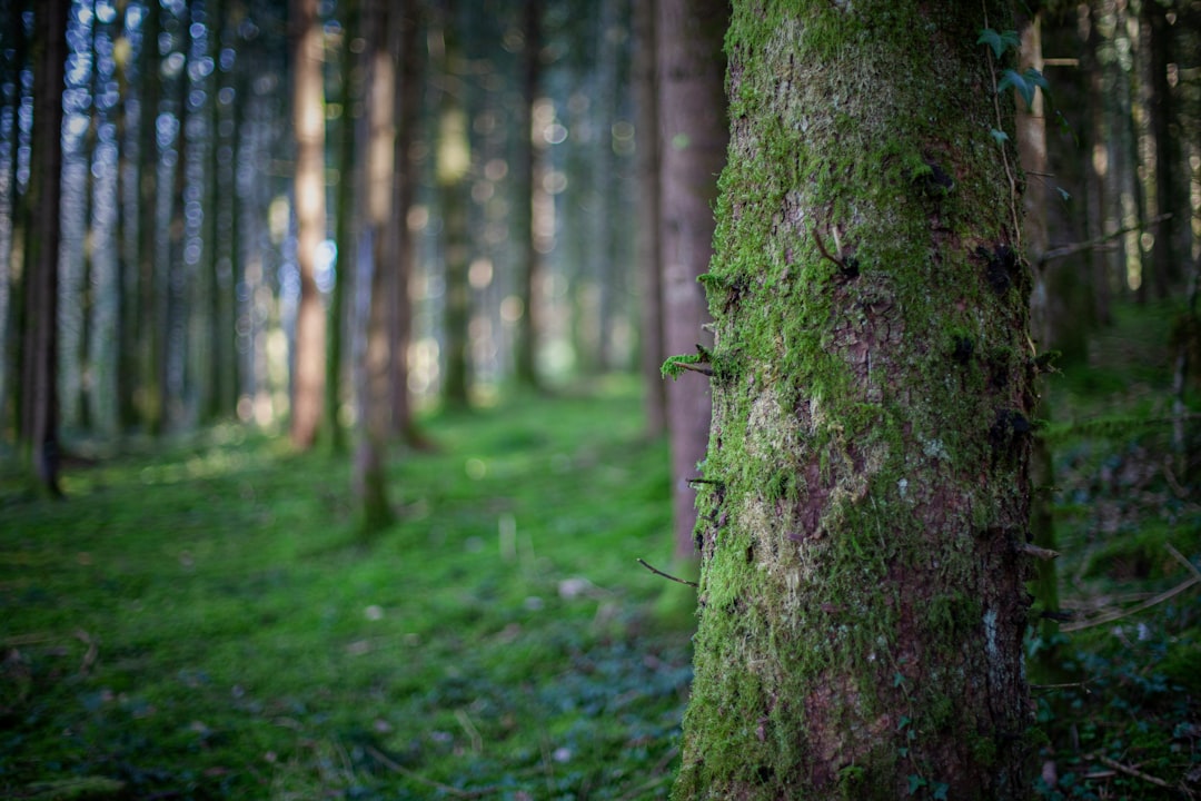 Forest photo spot Franche-Comté French Jura