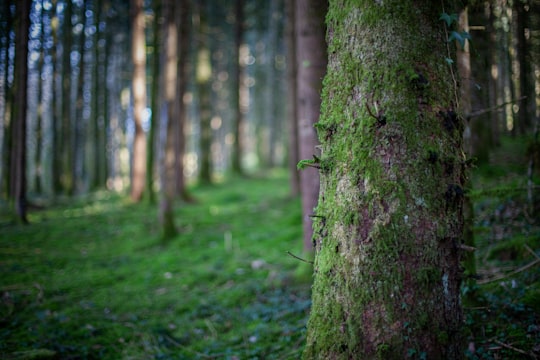 brown tree trunk on green grass in Franche-Comté France