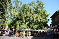 Residents enjoying outdoor seating areas shaded by emerald green trees.