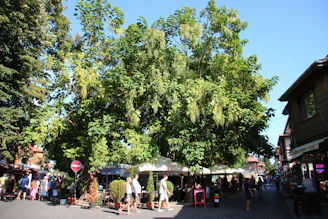 Residents enjoying outdoor seating areas shaded by emerald green trees.