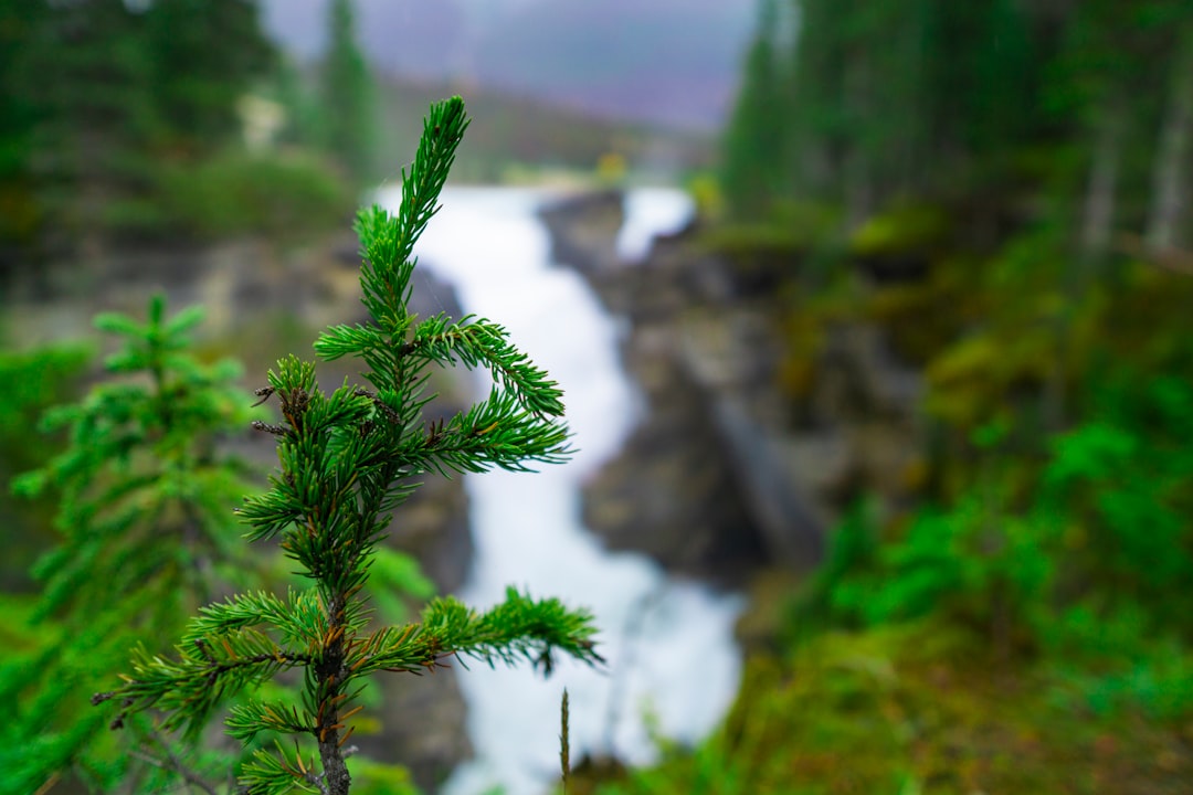 green fern plant on brown rock