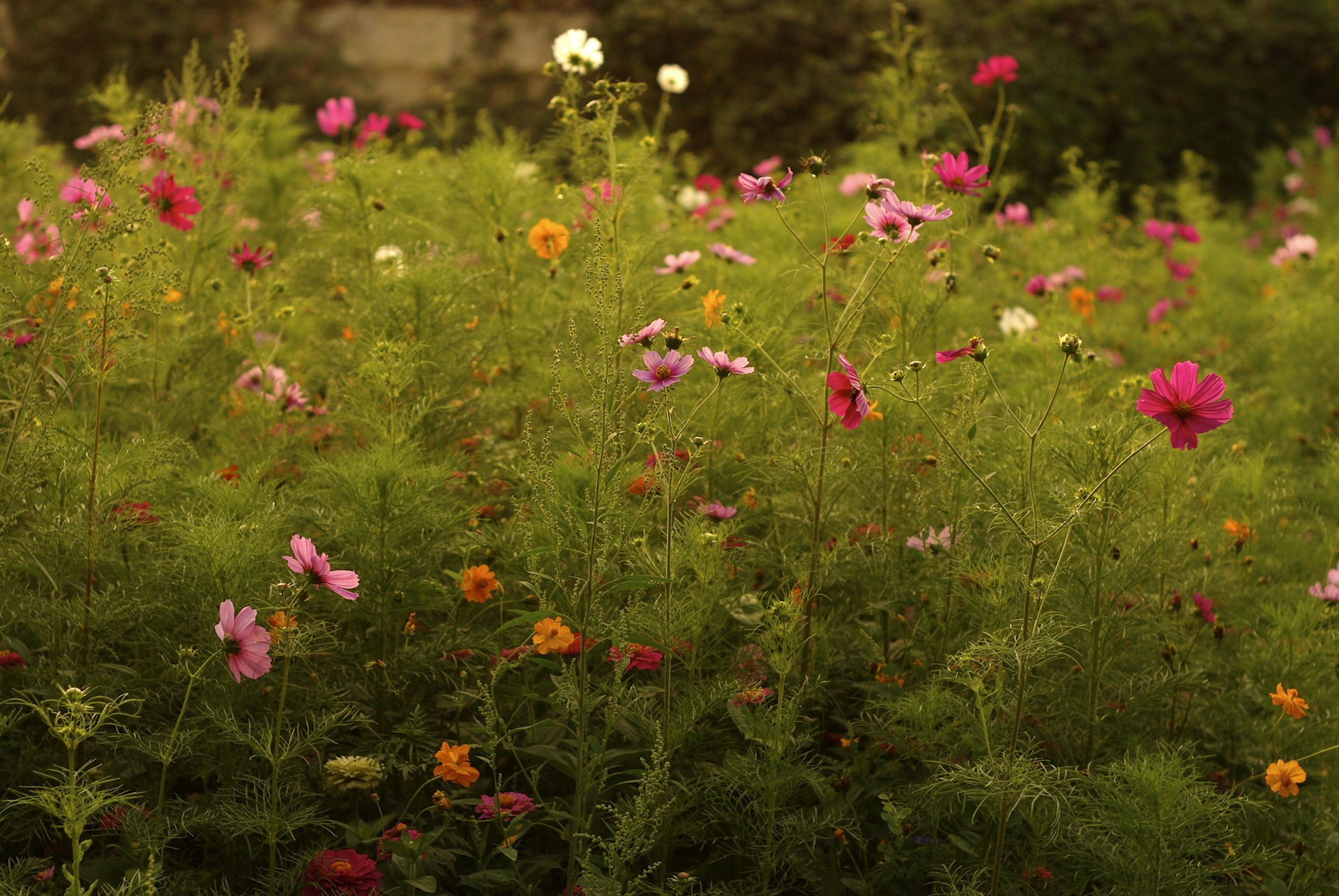 pink and white flowers in tilt shift lens