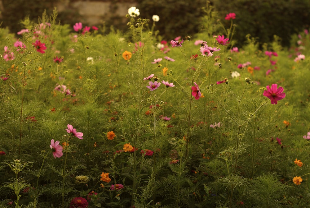 pink and white flowers in tilt shift lens