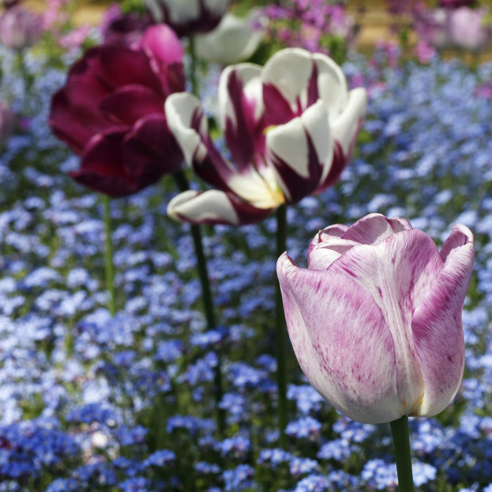 pink and white flower in close up photography