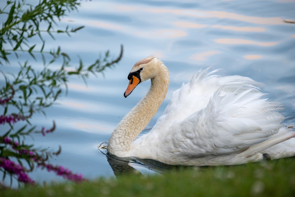 white swan on water during daytime