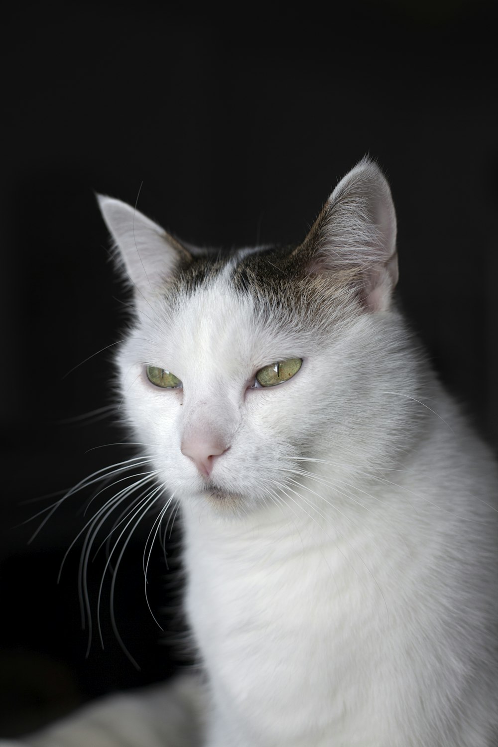white and black cat with black background