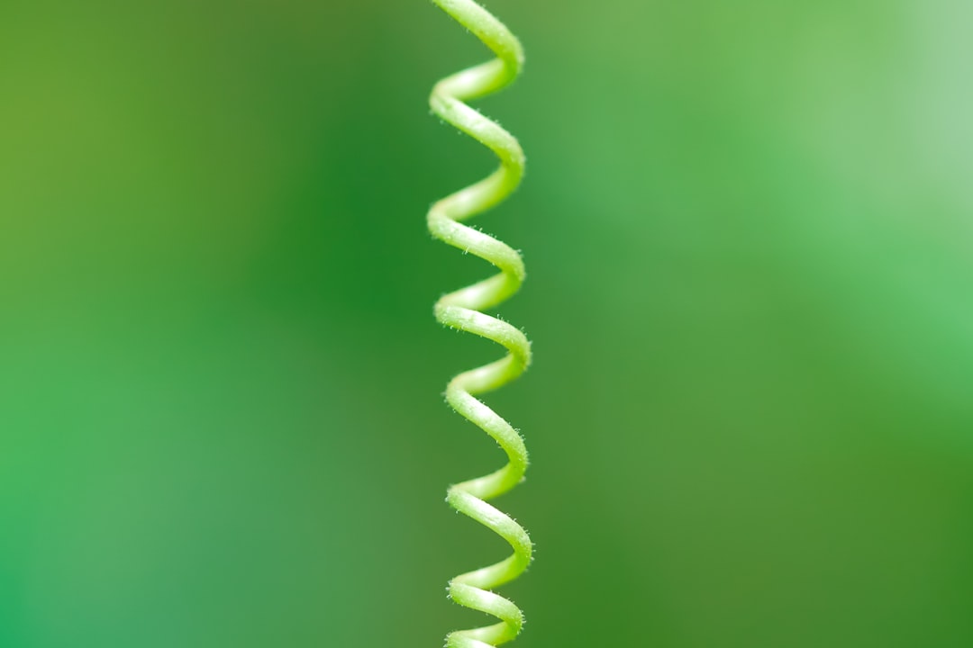 green spiral plant in close up photography